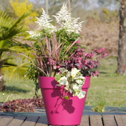 Spring container 'Spring Red Queen'